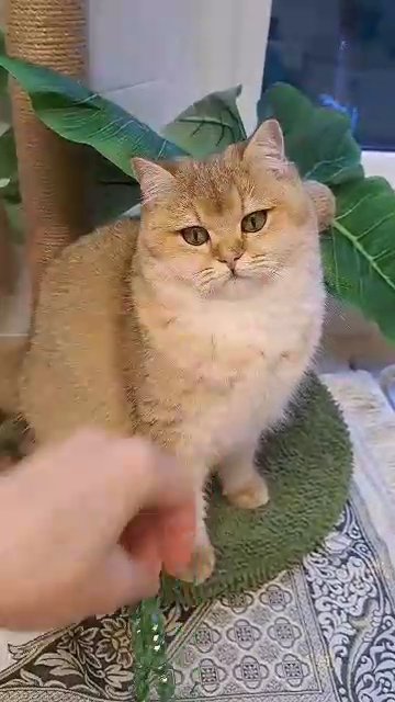 Stunning BSH NY12 BLACK GOLDEN SHADED