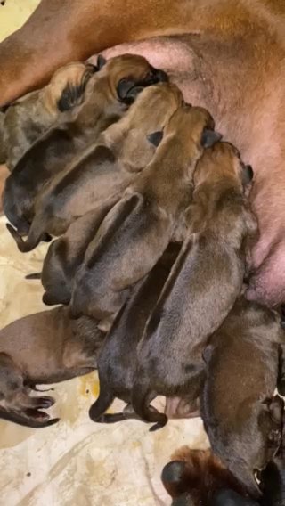 KC Registered Rhodesian Ridgebacks