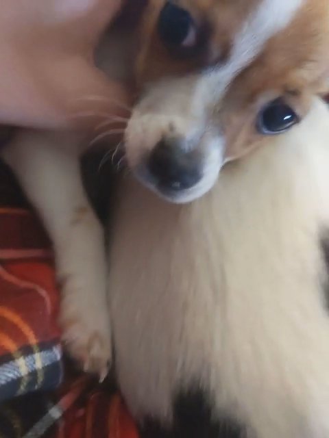 gorgeous pups