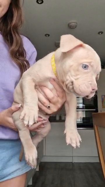 ABKC MALE POCKET BULLY