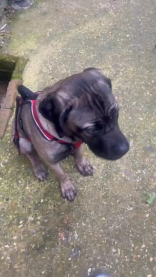 Missy Cane Corso 6months old