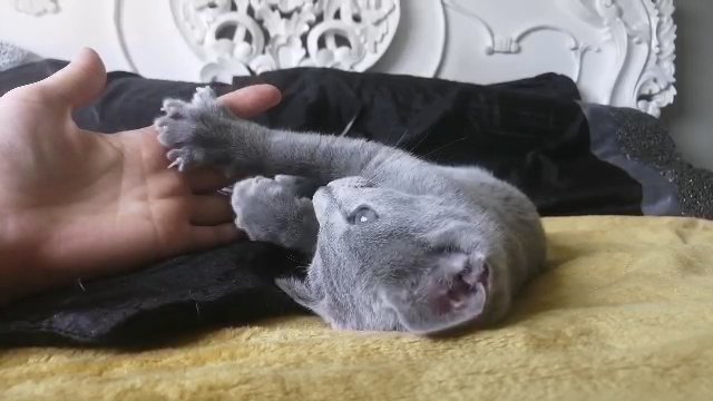 Russian Blue kittens