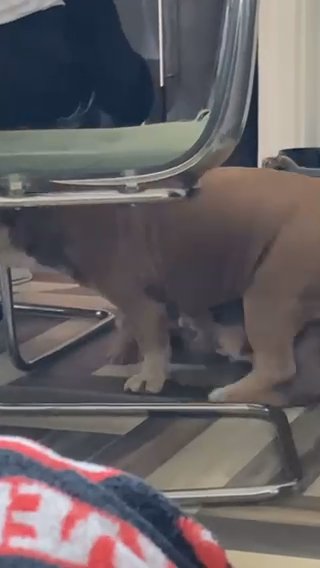 2 Beautiful English Bulldogs looking for a home
