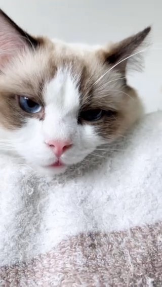 Ragdoll Chocolate is looking for a forever home