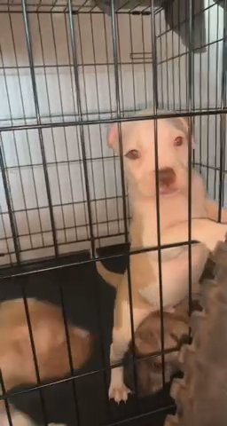 bullys for sale