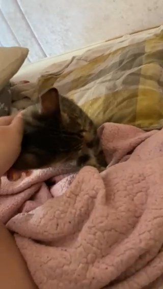 tabby point male Siamese x Bengal kitten