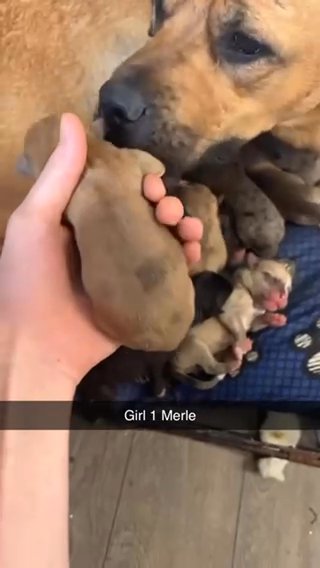Rottie Cross