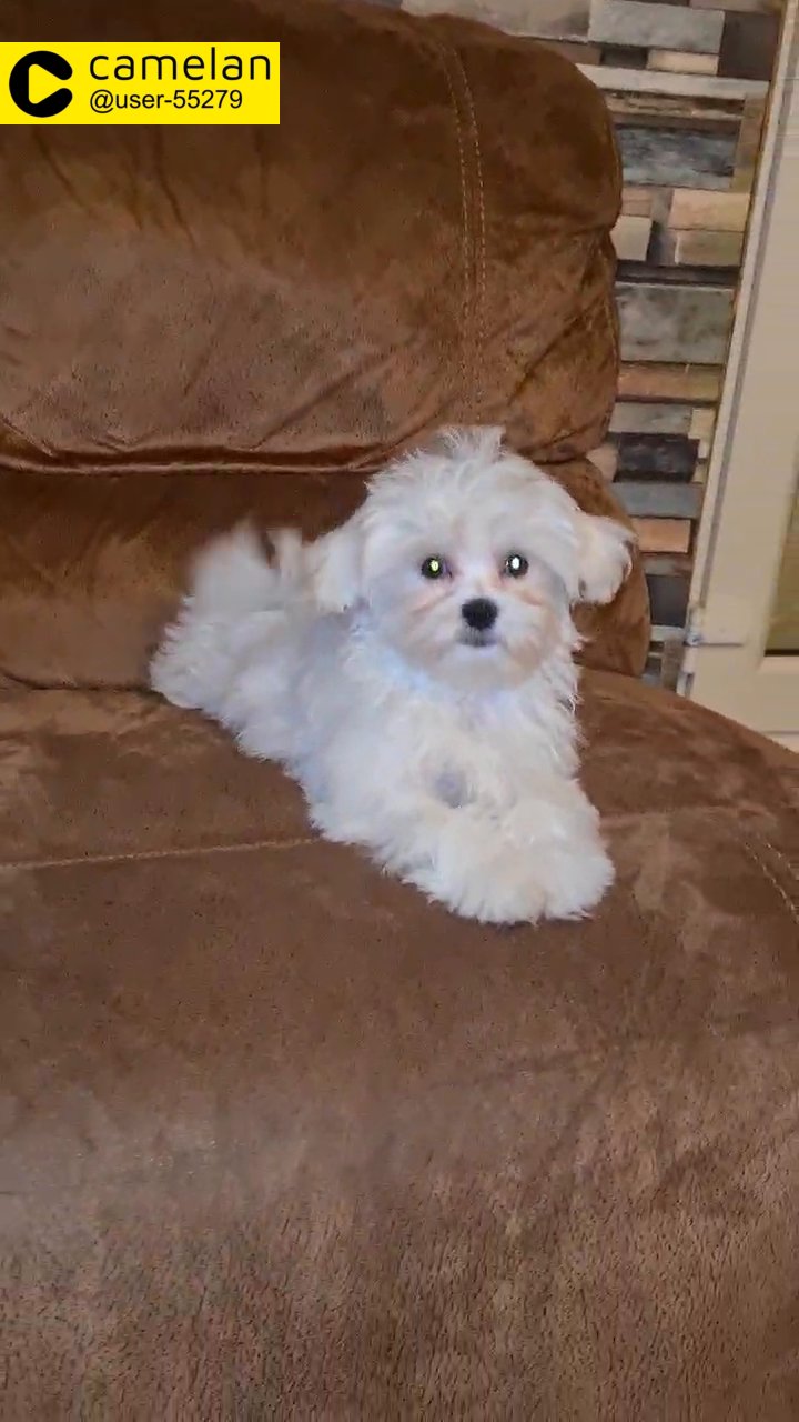 Adorable Mini-Maltese Girls& Boys just for the right family ?