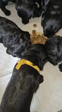 KC Reg Cocker Spaniel