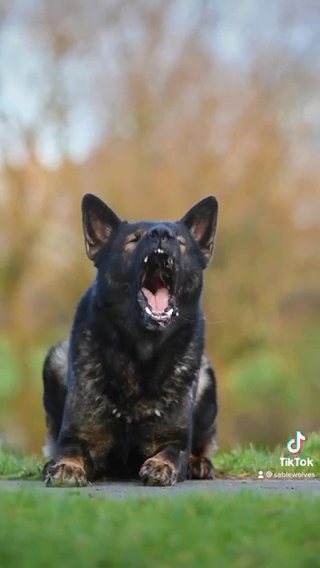 Czech Health tested German Shepherd Puppies