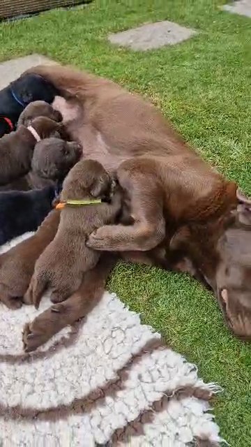 Chocolate  and Black kc registered pups