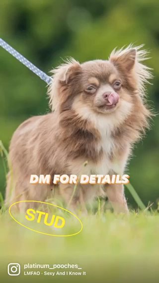 Lilac long haired chihuahua STUD