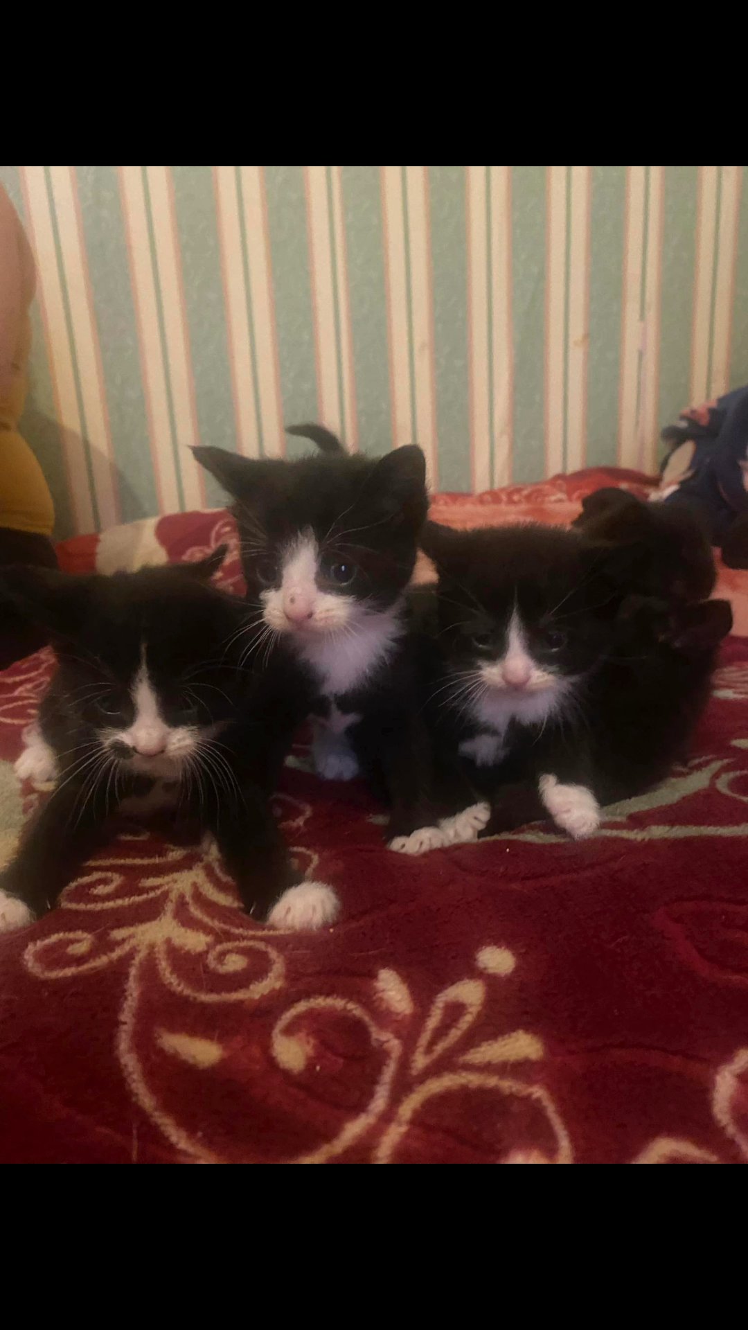 kittens