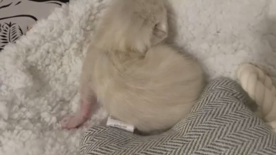 ??Tica Blue Eyed Snow Bengal Cub Girl??