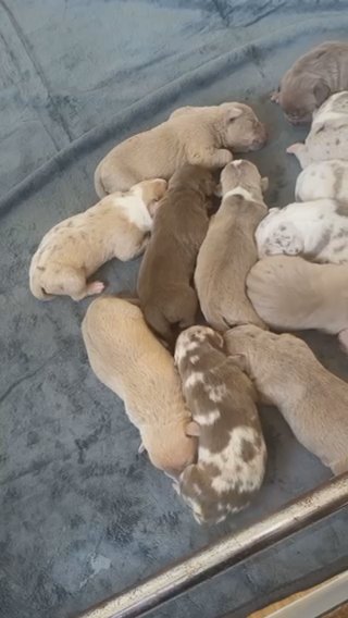 American bullies