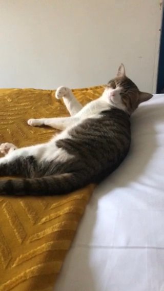 Toni needs forever home