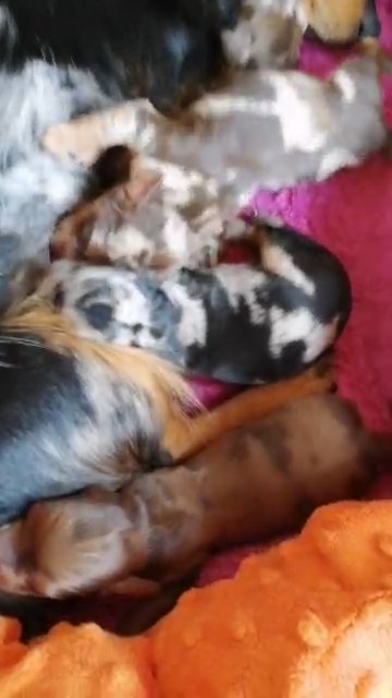Dapple Miniature Dachshund Long Hair