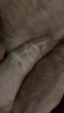 Chow Chow