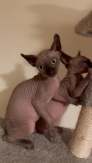 TICA Registered Sphynx Kittens