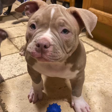 American Pocket Bully