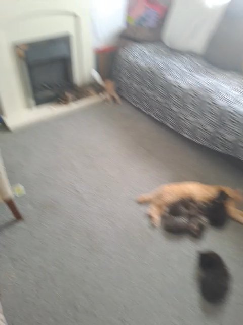 kittens for sale
