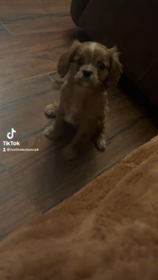 Cavalier, King, Charles. Ruby