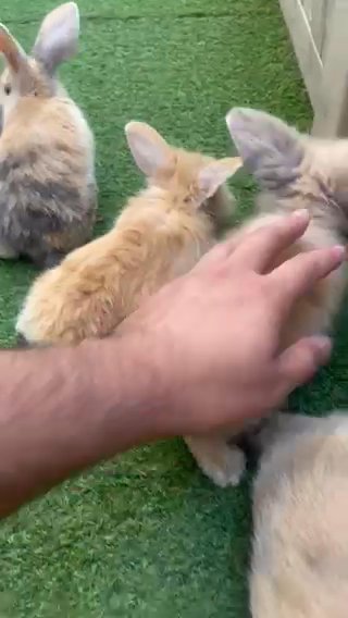 lion head bunnies