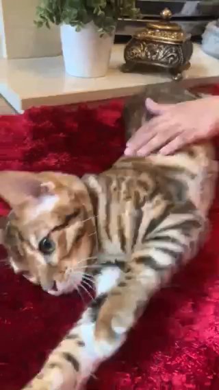?Luxury Bengals Active tica