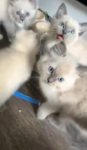 Pure Breed blue Eyed Ragdoll Female- LAST ONE. reduced Price