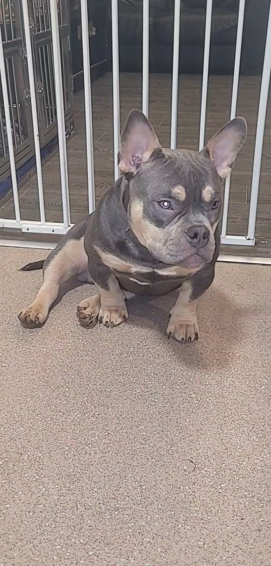 MALE MICRO BULLY AVAILABLE
