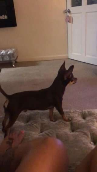 Stud Only ! Kennel Club Registered 5th Generation Pedigree