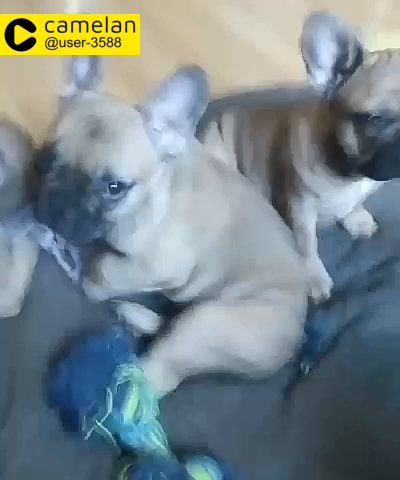 12 Weeks old two stunning blue fawn boys