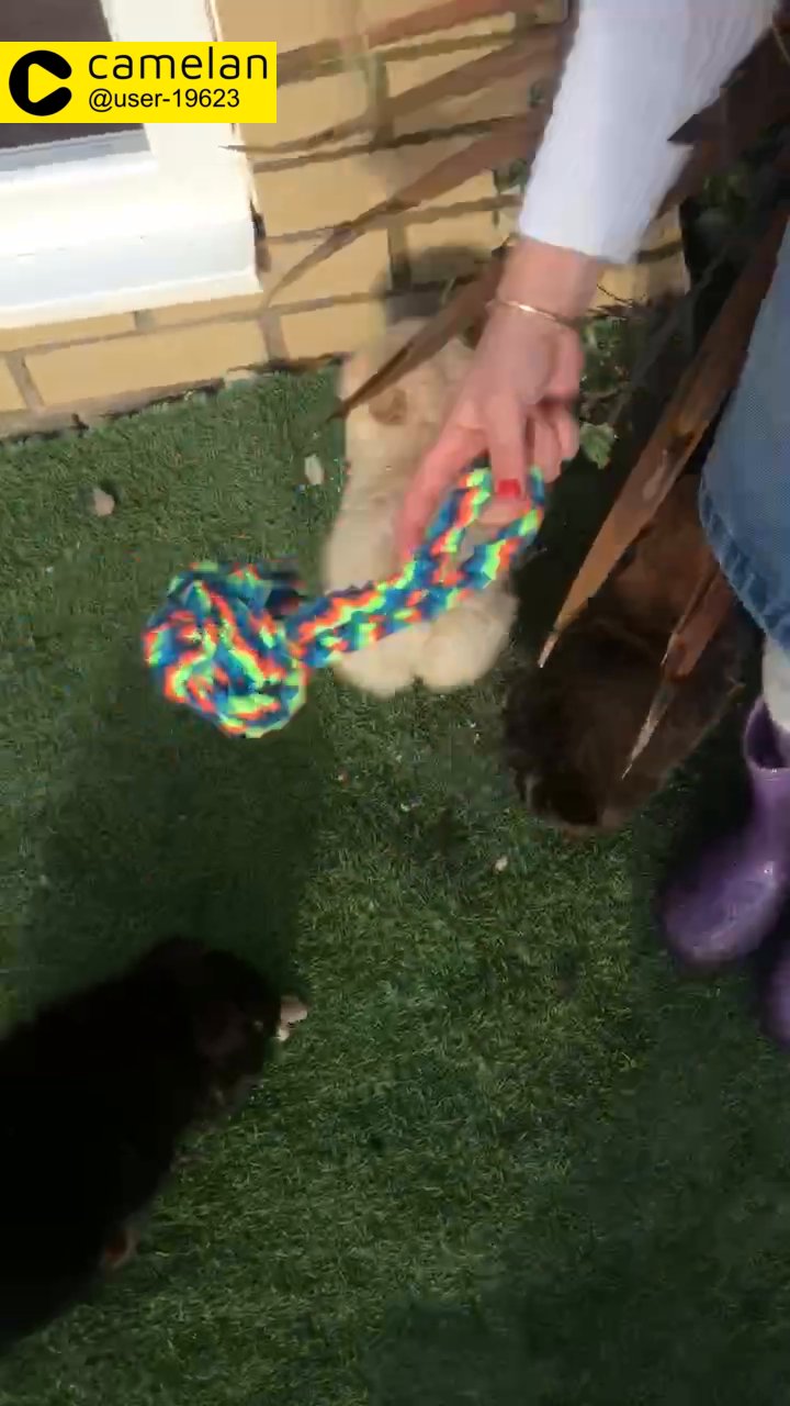 Pomeranian puppies