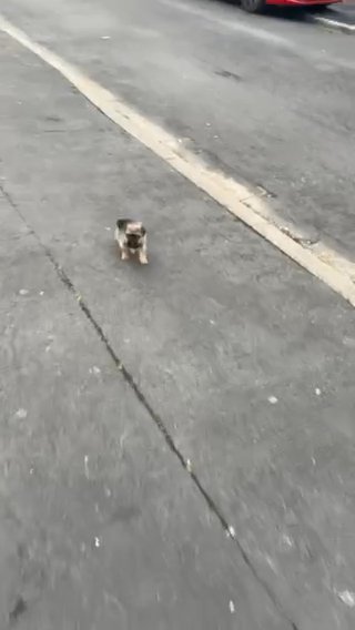Fluffy Pug