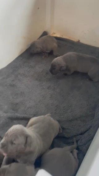Cane Corso Puppies 4 Girls Left!!