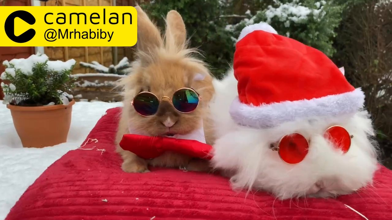 rabbit Lionhead