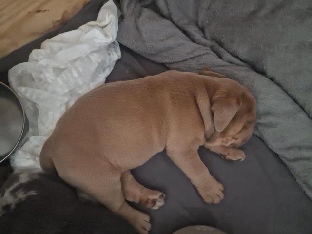 Olde english bulldog