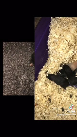 Hamsters for sale