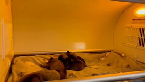 pet incubator rental