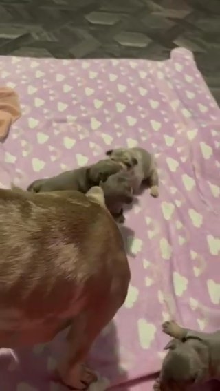 Lilac And Tan Testables  French Bulldogs