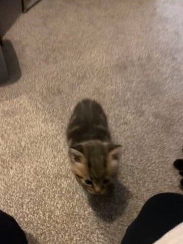 two mixed breed kittens