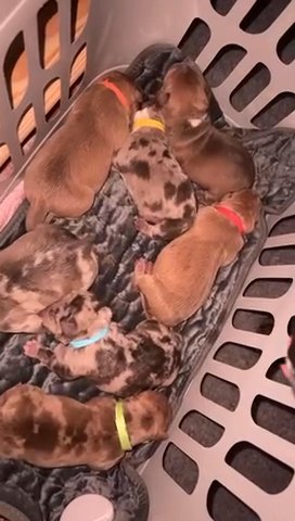American Bully Pups