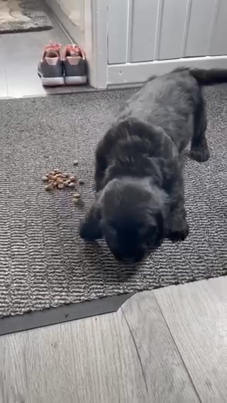 8 Week Old Cockerspaniel