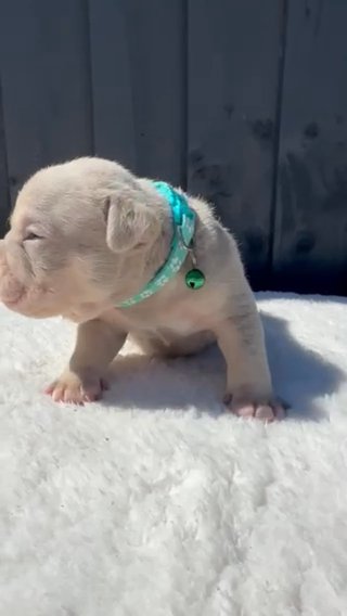 MALE LILAC TRI AMERICAN MICRO BULLY