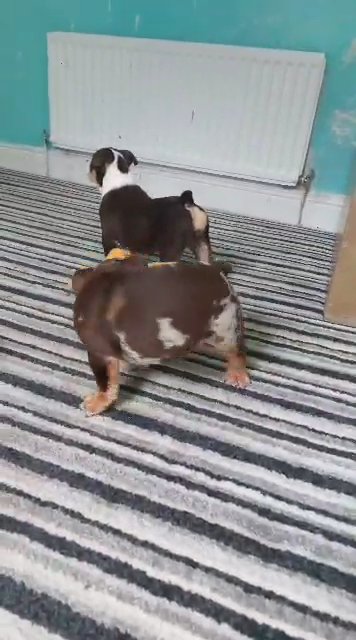 bulldog puppies