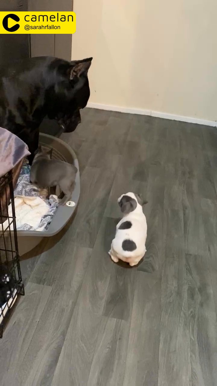 white and blue male  french bulldog