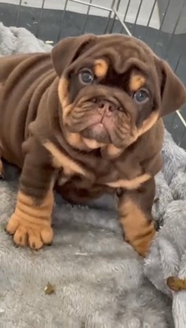 English Bulldog