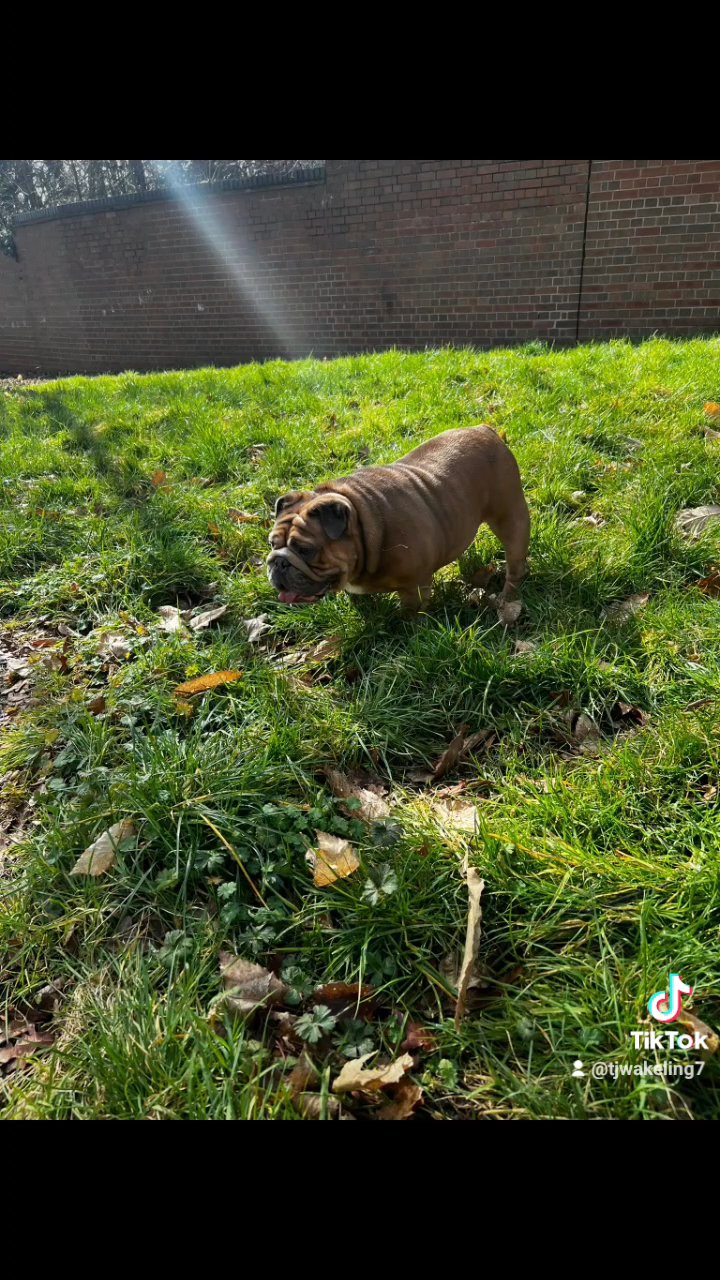stunning blue fawn English bulldog