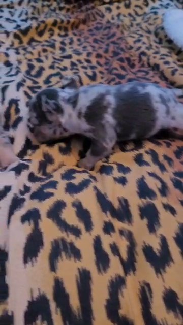merle french bulldog puppies