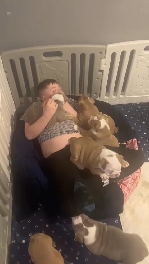 5 KC registered Bulldog pups 10 weeks old